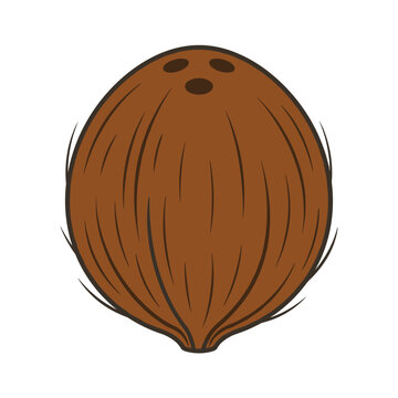Brown coconut with three eyes and hairy shell isolated on white background