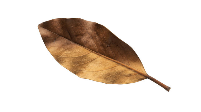 Single dried brown magnolia leaf isolated on transparent background
