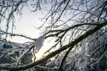 Obraz premium Frozen tree branches covered in hoarfrost with morning sun backlight