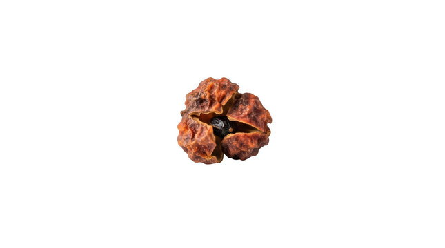 A single dried rudraksha seed on a pure isolated on transparent background