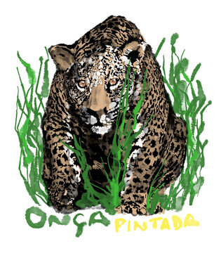 On&ccedil;a Pintada - Jaguar