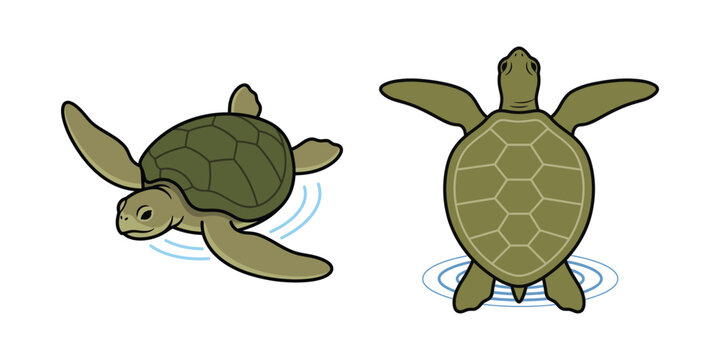 Two green sea turtles shown from side and top views in a colorful illustration