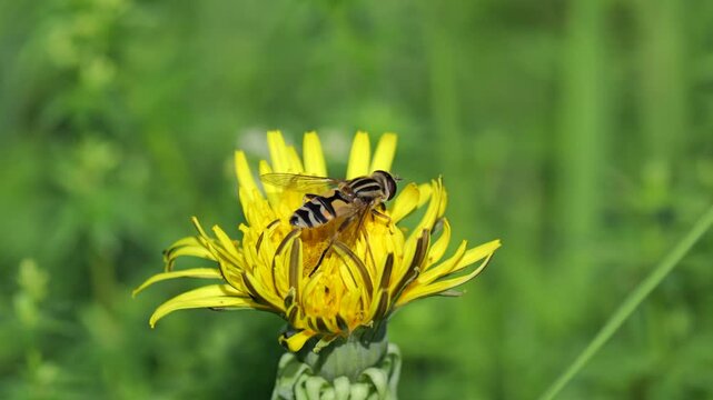 Grosse Sumpfschwebfliege (Helophilus trivittatus) an Bl&uuml;te des L&ouml;wenzahns  (Taraxacum)