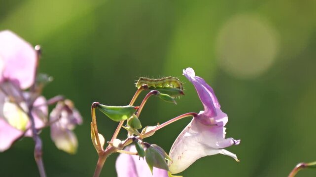 Raupe eines Eulenfalters (Erebidae und Noctuidae) an Dr&uuml;sigem Springkraut (Impatiens glandulifera)
