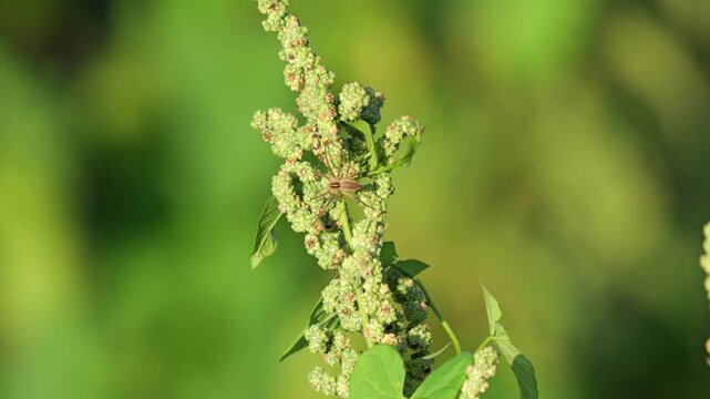 Listspinne (Pisaura mirabilis) lauert auf Fliegen (Brachycera)