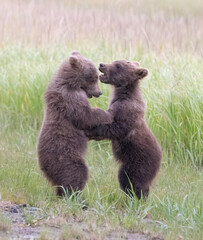 Playing Bear Cubs © Betty Sederquist