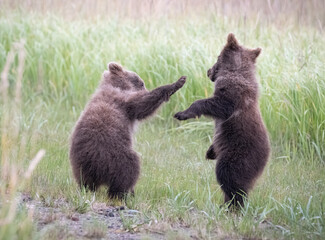 Playing Brown Bear Cubs © Betty Sederquist