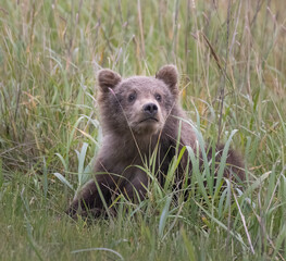 Brown Bear Cub in Tall Grass © Betty Sederquist