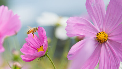 Bee collecting nectar from pink cosmos flower © のむら あきら