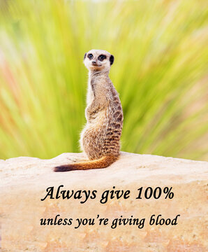 A humorous concept picture of a meerkat apparently saying 'Always give 100% unless you're giving blood'