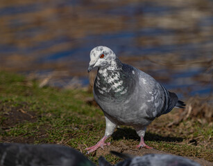 Obraz premium Close-up Portrait of a Speckled Feral Pigeon Near Water