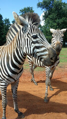 Fototapeta premium Close-up of a Zebra