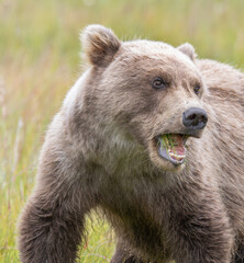 Bear Cub With Mouth Open © Betty Sederquist