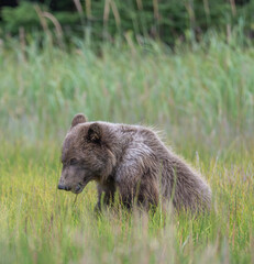 Brown Bear Cub in Grass © Betty Sederquist