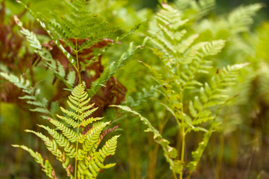 Autumn fern leaves close up with beautiful warm bokeh background, yellow and rusty Pteridium aquilinum bracken frond in an autumn forest.