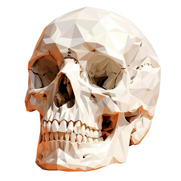 A low poly human skull illustration created with geometric polygonal facets and modern artistic style