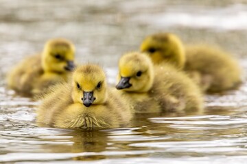 baby duck and ducklings © SK FOTOGRAPPER