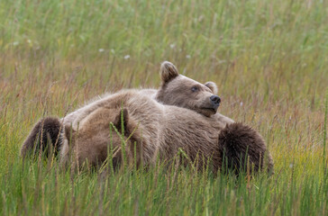 Cuddly Bear Cub and Mom © Betty Sederquist