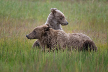 Cuddly Bear Cub and Mom © Betty Sederquist