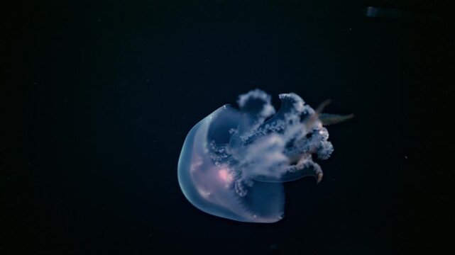 Ethereal jellyfish moving gracefully in deep ocean darkness, relaxing 4K slow motion.