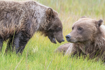Brown Bear Cub and Mom © Betty Sederquist