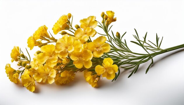 Twig Of Yellow Limonium Flowers Isolated On White Or Transparent Background
