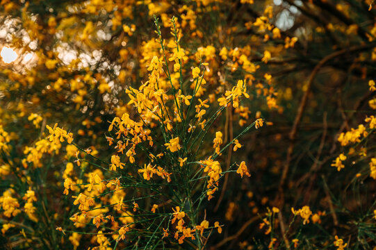 Bright Yellow Wildflowers on Delicate Branches in Natural Spring Light