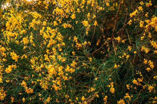 Bright Yellow Wildflowers on Delicate Branches in Natural Spring Light