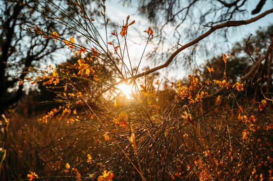 Bright Yellow Wildflowers on Delicate Branches in Natural Spring Light