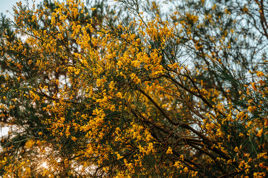 Bright Yellow Wildflowers on Delicate Branches in Natural Spring Light