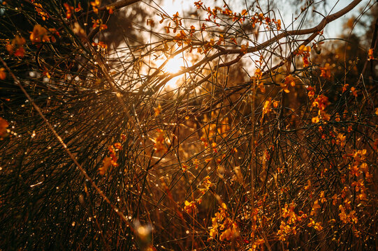 Bright Yellow Wildflowers on Delicate Branches in Natural Spring Light