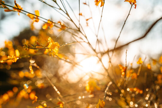 Bright Yellow Wildflowers on Delicate Branches in Natural Spring Light