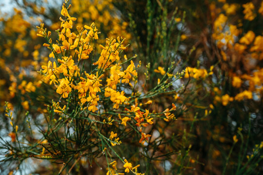 Bright Yellow Wildflowers on Delicate Branches in Natural Spring Light