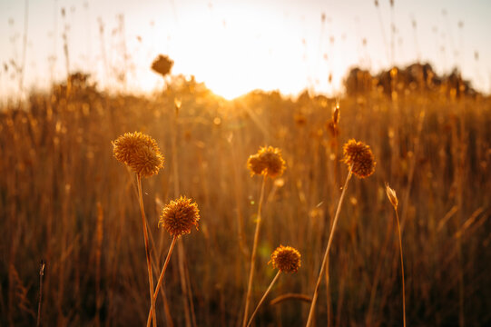 Dried Wildflowers Glowing in Warm Golden Hour Sunset Light