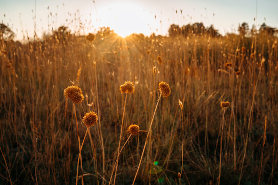 Dried Wildflowers Glowing in Warm Golden Hour Sunset Light