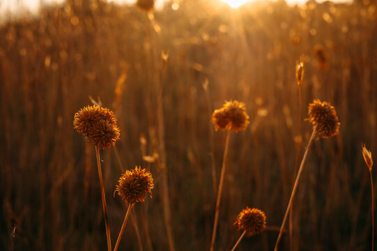 Dried Wildflowers Glowing in Warm Golden Hour Sunset Light