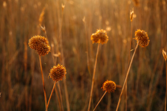 Dried Wildflowers Glowing in Warm Golden Hour Sunset Light