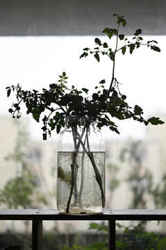 A tomato plant branch with green leaves and small unripe tomatoes arranged in a clear glass jar filled with water