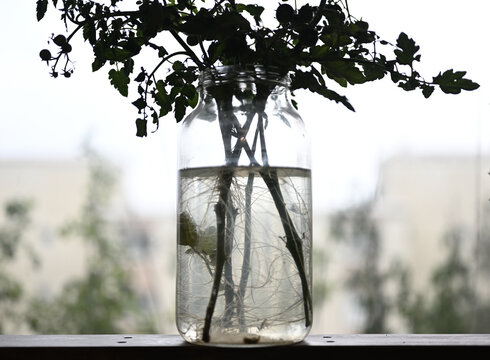 A tomato plant branch with green leaves and small unripe tomatoes arranged in a clear glass jar filled with water