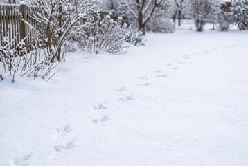 Obraz premium Bird footprints scattered across fresh powder snow in quiet winter garden. Trail of bird tracks on white snow near wooden fence and snowy bushes.