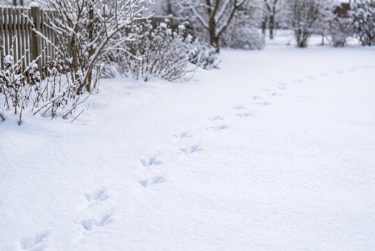 Bird footprints scattered across fresh powder snow in quiet winter garden. Trail of bird tracks on white snow near wooden fence and snowy bushes.