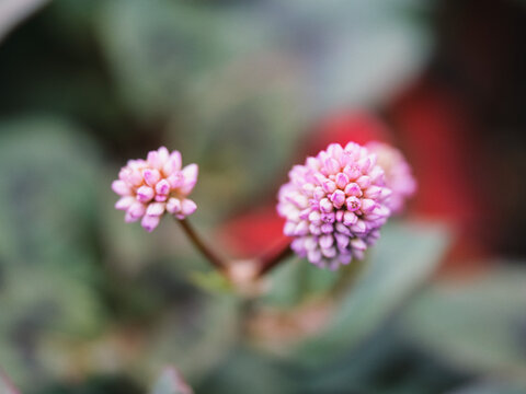 Tokyo, Japan - September 12, 2026: Closeup of small flower of Persicaria capitata or pink knotweed