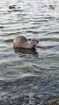 Nutria being fed bread by a person in shallow river water. Useful for educational content, wildlife documentaries, animal interaction studies, and ecological awareness materials.