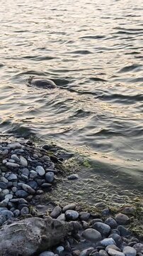 Nutria swimming near a rocky shore in a river at sunset. Perfect for nature documentaries, wildlife presentations, ecological content, and educational projects.