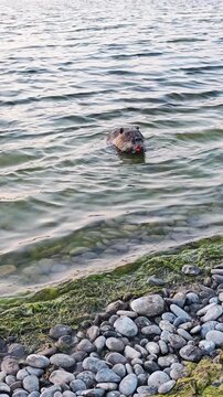 Nutria swimming close to the shore, visible orange teeth, pebbles and algae underwater. for wildlife documentaries, biology education, ecological projects, animal blogs, and nature tourism content
