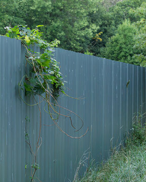 Steel fence with green ivy climbs on top 