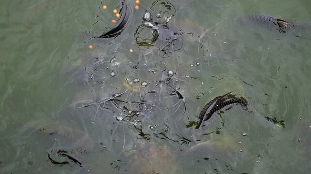 Fish gather in feeding frenzy, feeding on orange pellets near surface. Fish cluster rolls through cloudy pond water, creating bubbles, ripples, and quick flashes of scales while fish mouths feed.