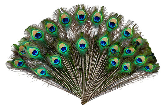 Tail Feather Fan with Teal Gold Eye Patterns for Exotic Bird Plumage Isolated to Transparent Background