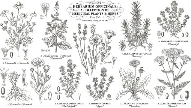 Vintage Botanical Illustration Plate Featuring Various Medicinal Herbs And Medicinal Plant Species