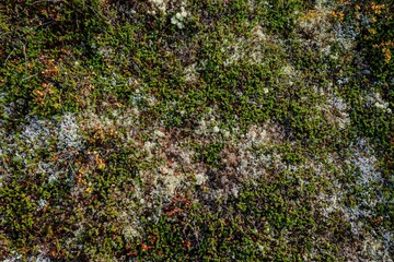 Colorful moss and lichen vegetation covering Scandinavian tundra © Johann Kirschneck